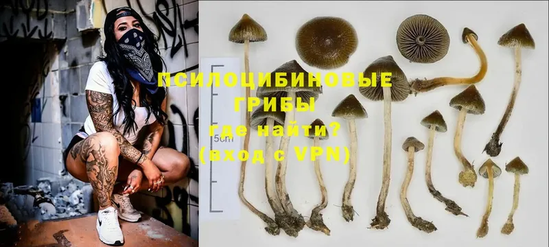 где продают   Гусиноозёрск  Псилоцибиновые грибы MAGIC MUSHROOMS 